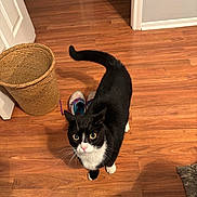Boots joined the competition — help win amazing prizes! basket, black_and_white, cat, closeup, curious, domestic_cat, feline, flooring, fur, household, indoor, looking_up, pet, playful, sneakers, tail_up, tuxedo_cat, whiskers, wide_eyes, wooden_floor