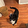 basket, black_and_white, cat, closeup, curious, domestic_cat, feline, flooring, fur, household, indoor, looking_up, pet, playful, sneakers, tail_up, tuxedo_cat, whiskers, wide_eyes, wooden_floor