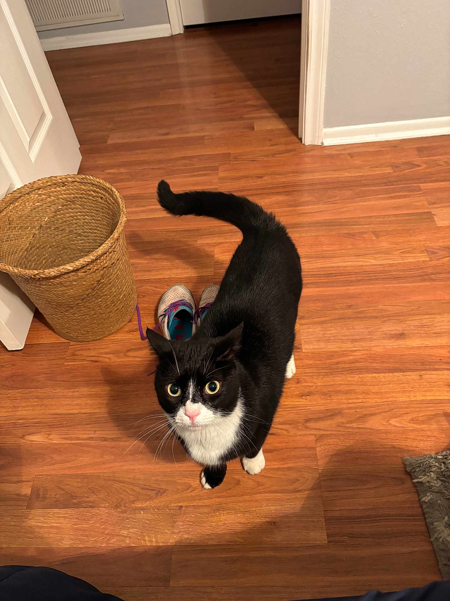 Boots joined the competition — help win amazing prizes! basket, black_and_white, cat, closeup, curious, domestic_cat, feline, flooring, fur, household, indoor, looking_up, pet, playful, sneakers, tail_up, tuxedo_cat, whiskers, wide_eyes, wooden_floor