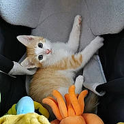 Pixie a rejoint le concours — aidez-le/la à gagner de superbes lots ! kitten, cat, orange_cat, white_cat, plush_toys, soft_seat, indoor, pet, cute, animal, young_cat, feline, curious, comfortable, resting, toy, colorful, close_up, small_animal, adorable