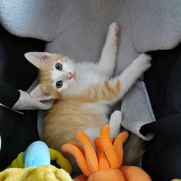 Pixie a rejoint le concours — aidez-le/la à gagner de superbes lots ! adorable, animal, cat, close_up, colorful, comfortable, curious, cute, feline, indoor, kitten, orange_cat, pet, plush_toys, resting, small_animal, soft_seat, toy, white_cat, young_cat