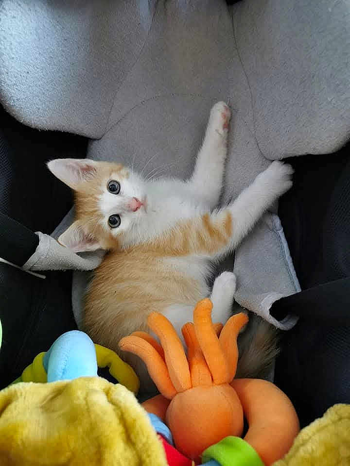 Pixie a rejoint le concours — aidez-le/la à gagner de superbes lots ! kitten, cat, orange_cat, white_cat, plush_toys, soft_seat, indoor, pet, cute, animal, young_cat, feline, curious, comfortable, resting, toy, colorful, close_up, small_animal, adorable