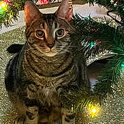 Charley. Brown joined the competition — help win amazing prizes! animal, cat, christmas_tree, closeup, curious, cute, decorations, festive, fur, golden_mat, greenery, holiday, holiday_lights, indoor, paws, pet, sitting, tabby_cat, whiskers, wreath