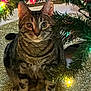 animal, cat, christmas_tree, closeup, curious, cute, decorations, festive, fur, golden_mat, greenery, holiday, holiday_lights, indoor, paws, pet, sitting, tabby_cat, whiskers, wreath