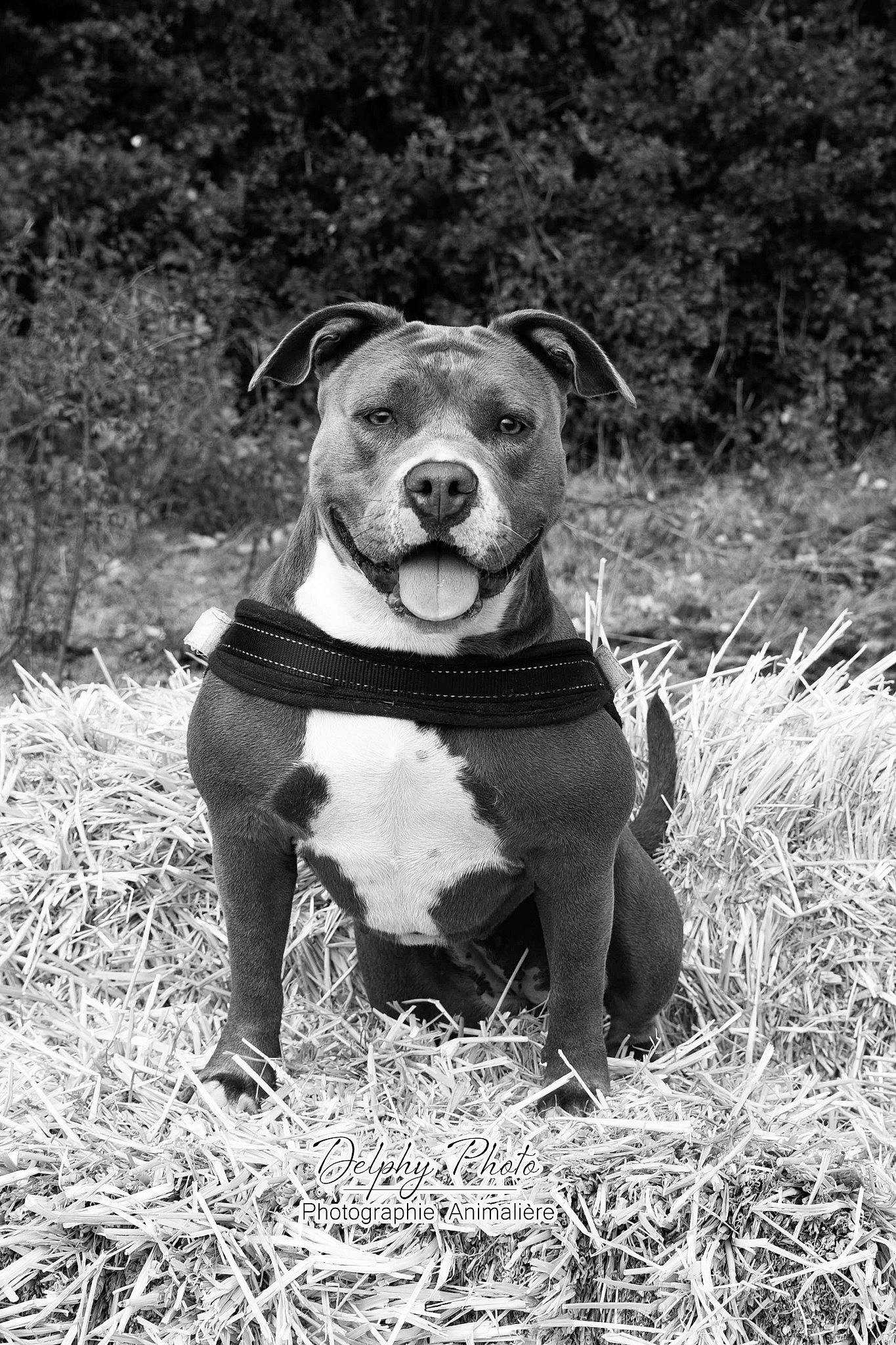 Ruby participe au concours pour gagner de l'argent avec cette photo : boston_terrier, carnivore, companion_dog, dog, dog_breed, dog_clothes, dog_collar, dog_supply, fawn, grass, molosser, monochrome, monochrome_photography, plant, snout, sporting_group, terrestrial_animal, whiskers, working_animal, working_dog