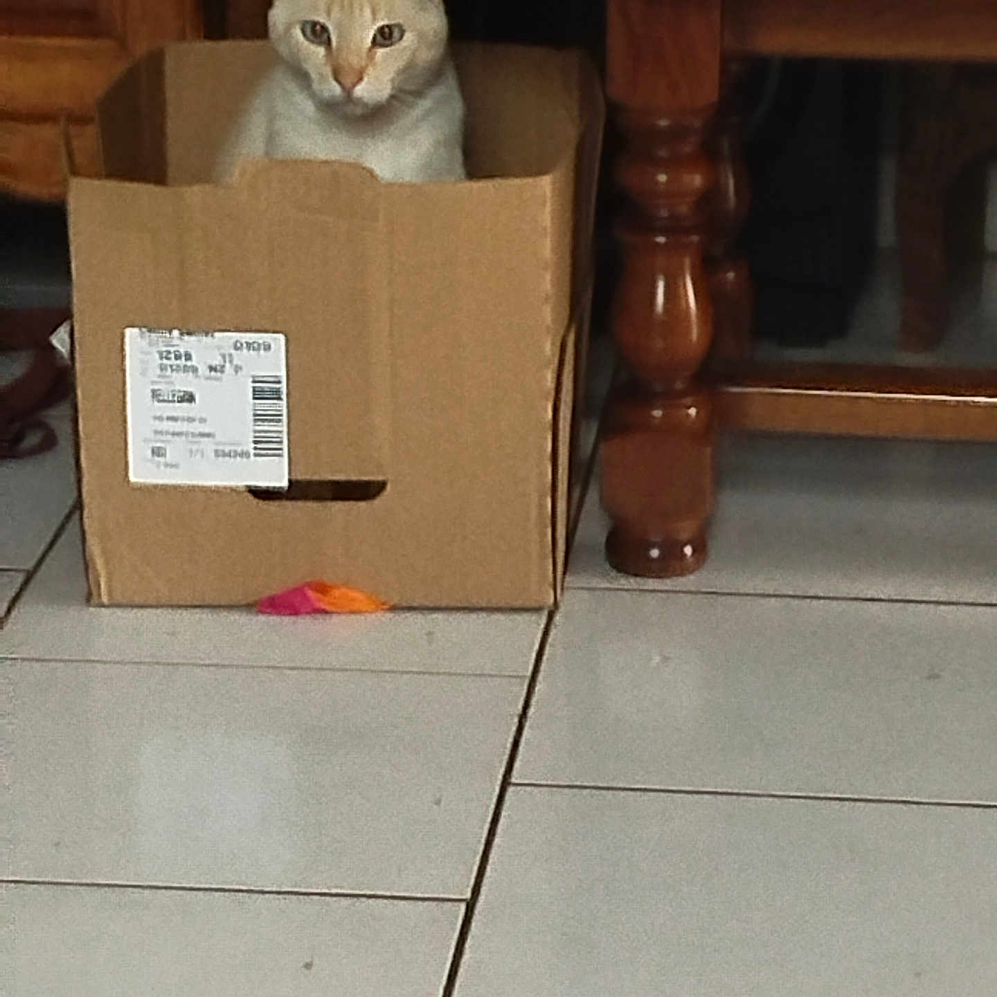 Roméo a rejoint le concours — aidez-le/la à gagner de superbes lots ! abyssinian, animal, box, cardboard, carton, cat, couch, crate, furniture, hardwood, indoors, kitten, manx, package, packagedelivery, person, pet, plywood, siamese, wood