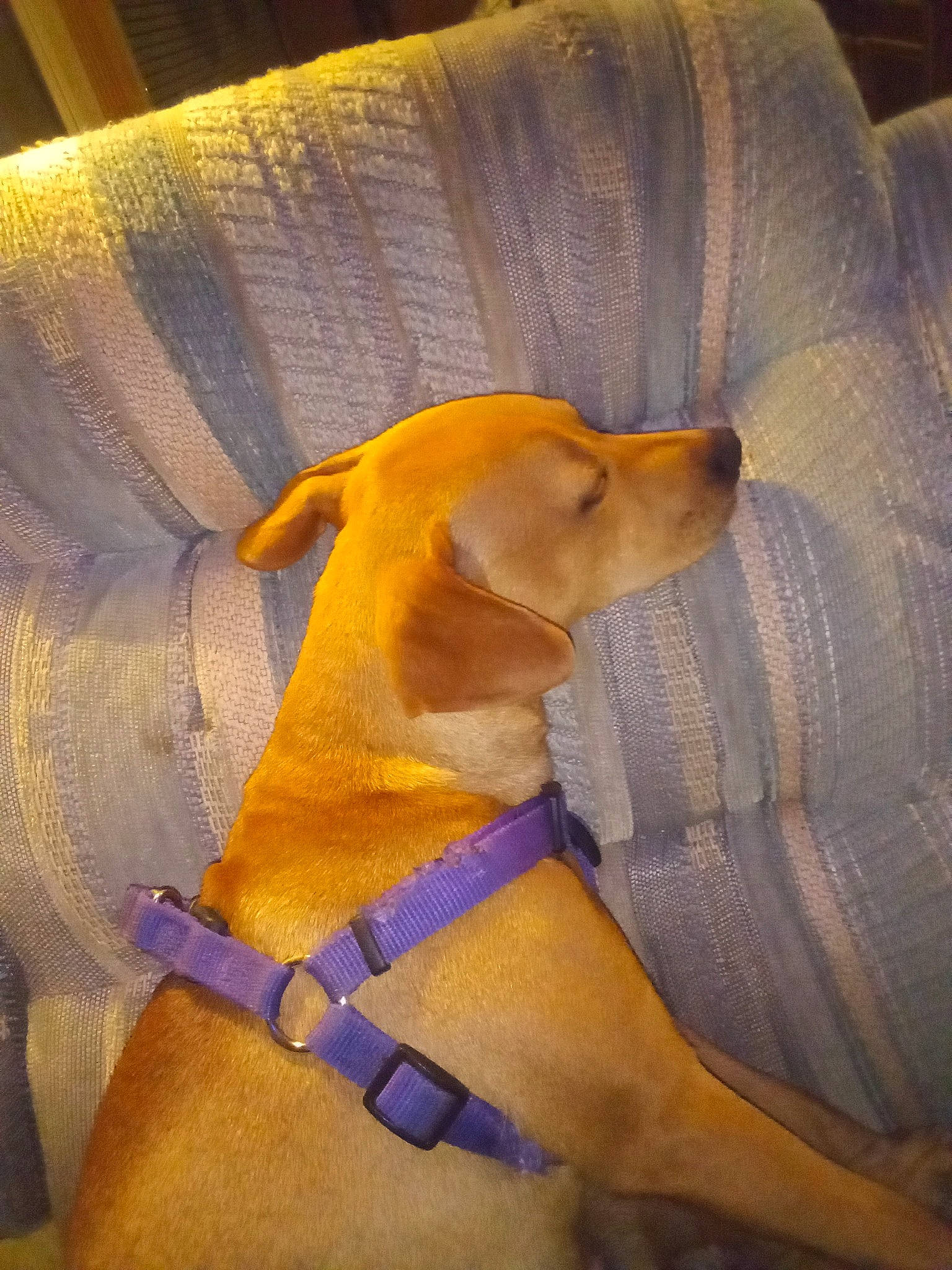 Bossy is registered to the contest to win money with this photo: canidae, carnivore, comfort, companion_dog, couch, dog, dog_breed, dog_supply, electric_blue, fawn, gun_dog, hound, pet_supply, snout, sporting_group, tail, toy, vertebrate, working_animal