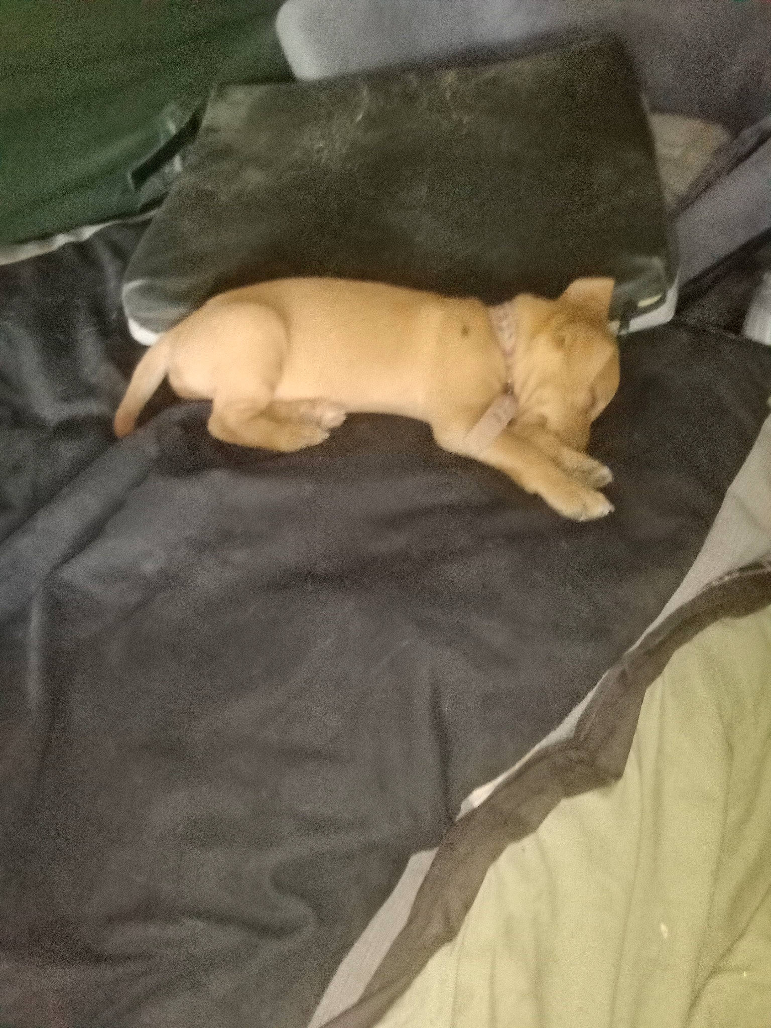 Bossy is registered to the contest to win money with this photo: bedding, canidae, carnivore, comfort, companion_dog, dog_breed, duvet, fawn, felidae, fur, hardwood, linens, nap, non_sporting_group, paw, small_to_medium_sized_cats, sporting_group, tail, whiskers, wood