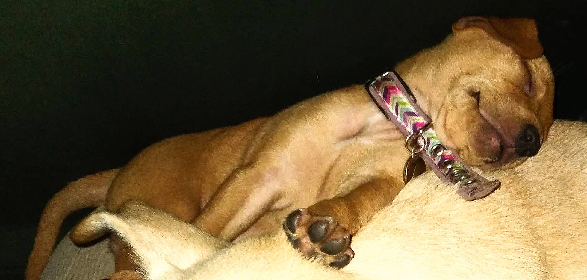 Bossy joined the competition — help win amazing prizes! canidae, carnivore, collar, comfort, companion_dog, dog, dog_breed, dog_collar, fawn, foot, liver, paw, pet_supply, snout, sporting_group, tail, terrestrial_animal, whiskers, wildlife, working_animal