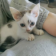Ryûk participe au concours pour gagner de l'argent avec cette photo : animal, cat, claws, close_up, cute, ears, eyes, fabric, fur, gray, hand, indoor, kitten, person, pet, resting, small, spots, texture, white