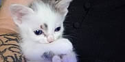 Ryûk a rejoint le concours — aidez-le/la à gagner de superbes lots ! adorable, animal, arm, black_clothing, blue_eyes, cat, close_up, cute, domestic_animal, feline, furry, holding, human, indoor, kitten, pet, resting, small, tattoo, young