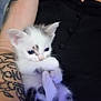 kitten, cat, pet, animal, furry, cute, blue_eyes, tattoo, arm, human, black_clothing, indoor, small, young, holding, feline, resting, close_up, adorable, domestic_animal