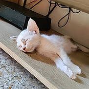 Ryûk a rejoint le concours — aidez-le/la à gagner de superbes lots ! kitten, cat, sleeping, wooden_shelf, floor, tile, white_fur, furniture, pet, animal, cozy, resting, indoors, cute, peaceful, small, fur, relaxed, home, domestic