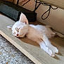 kitten, cat, sleeping, wooden_shelf, floor, tile, white_fur, furniture, pet, animal, cozy, resting, indoors, cute, peaceful, small, fur, relaxed, home, domestic