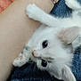 kitten, cat, animal, pet, white_fur, black_spots, paw, human_arm, bracelet, denim, jeans, closeup, cute, young_animal, indoor, feline, claw, resting, soft_fur, curious