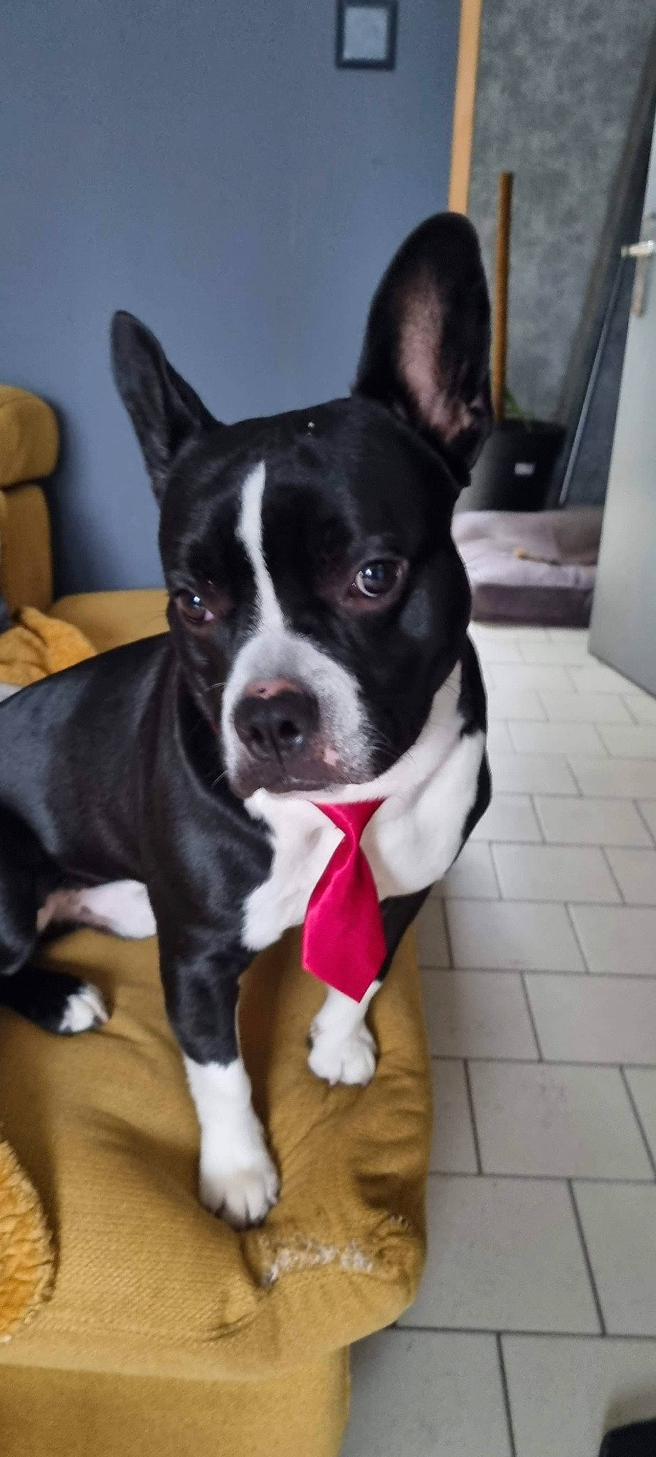 Dobby a rejoint le concours — aidez-le/la à gagner de superbes lots ! boston_terrier, canidae, carnivore, collar, companion_dog, dog, dog_breed, dog_supply, ear, fur, non_sporting_group, snout, sporting_group, whiskers, window, working_animal