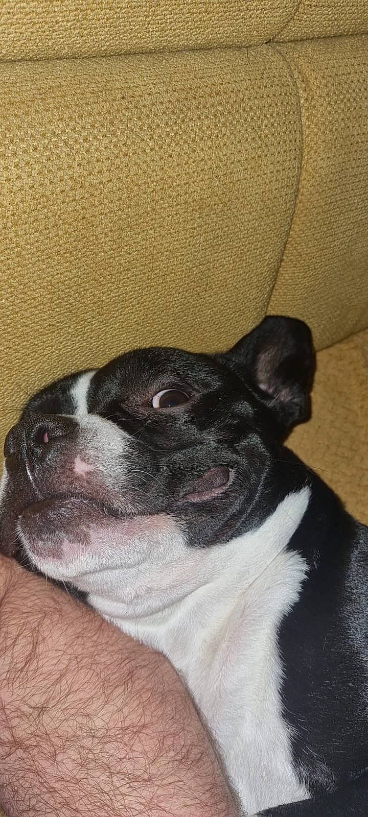 Dobby participe au concours pour gagner de l'argent avec cette photo : bored, boston_terrier, bulldog, canidae, carnivore, comfort, companion_dog, dog, dog_breed, ear, fawn, french_bulldog, non_sporting_group, snout, sporting_group, terrestrial_animal, whiskers, working_animal