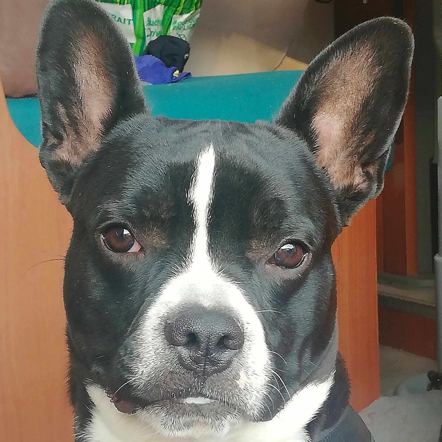 Dobby participe au concours pour gagner de l'argent avec cette photo : ancient_dog_breeds, bicycle, boston_terrier, canidae, carnivore, collar, companion_dog, dog, dog_breed, dog_collar, ear, fawn, fur, head, non_sporting_group, snout, sporting_group, terrestrial_animal, whiskers, working_animal