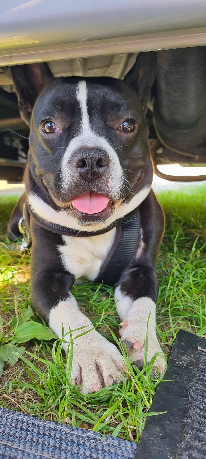 Dobby participe au concours pour gagner de l'argent avec cette photo : boston_terrier, canidae, carnivore, collar, companion_dog, dog, dog_breed, dog_collar, dog_supply, fang, fawn, grass, non_sporting_group, plant, snout, sporting_group, terrestrial_animal, whiskers, working_animal, working_dog