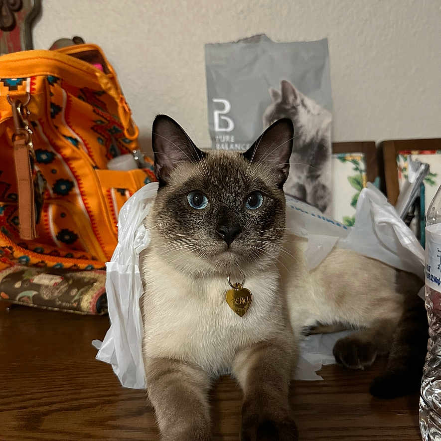 Beau joined the competition — help win amazing prizes! abyssinian, accessories, animal, bag, baseball, baseballglove, cat, clothing, glove, handbag, hardwood, kitten, manx, pet, plywood, purse, siamese, sport, strap, wood
