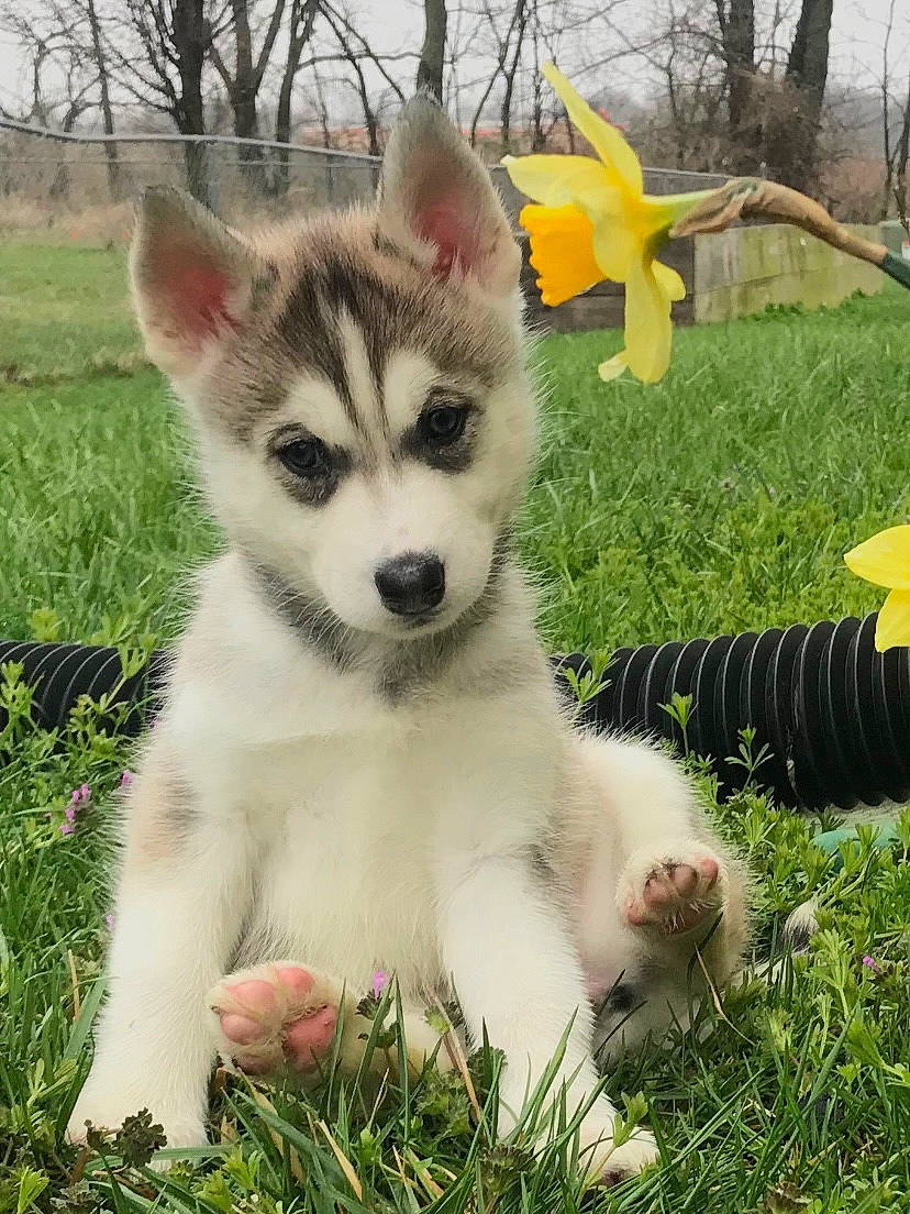 Navi joined the competition — help win amazing prizes! carnivore, companion_dog, dog, dog_breed, eye, fawn, fur, grass, happy, plant, siberian_husky, sled_dog, snout, sporting_group, tail, terrestrial_animal, tree, whiskers, wildlife, wolf