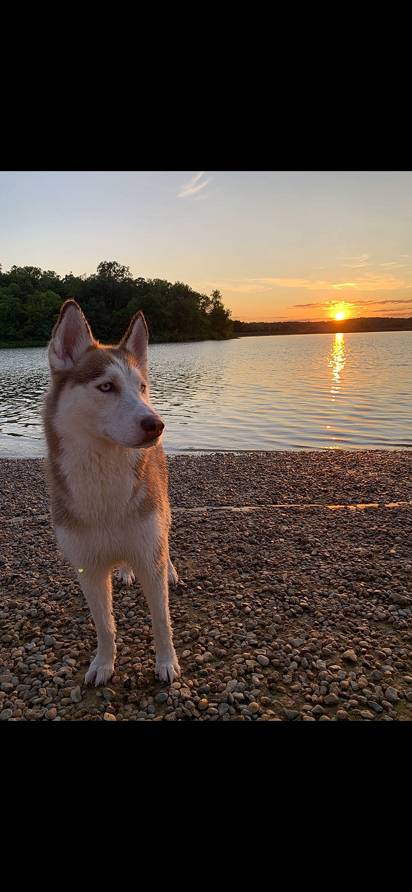 Zoey is registered to the contest to win money with this photo: berger_blanc_suisse, canaan_dog, canidae, canis, carnivore, czechoslovakian_wolfdog, dog, dog_breed, kunming_wolfdog, mammal, northern_inuit_dog, norwegian_buhund, photography, saarloos_wolfdog, siberian_husky, tamaskan_dog, vertebrate, white_shepherd, wolfdog, working_dog