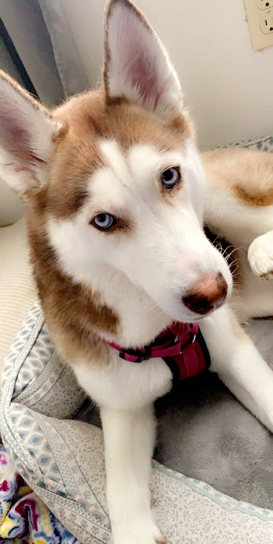 Zoey joined the competition — help win amazing prizes! alaskan_klee_kai, alaskan_malamute, canadian_eskimo_dog, canidae, carnivore, dog, dog_breed, eye, mammal, miniature_siberian_husky, native_american_indian_dog, northern_inuit_dog, sakhalin_husky, seppala_siberian_sleddog, siberian_husky, sled_dog, snout, tamaskan_dog, vertebrate, wolfdog