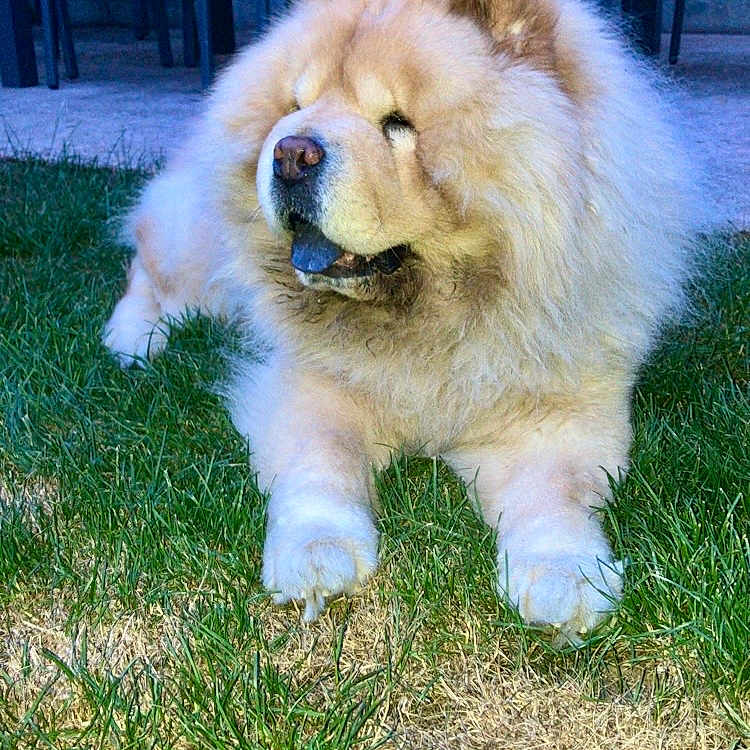 Mano participe au concours pour gagner de l'argent avec cette photo : animal, backyard, canine, chair, chow_chow, daylight, dog, fluffy, fur, grass, lounge, nature, outdoor, patio, paw, pet, relaxed, snout, table, tongue