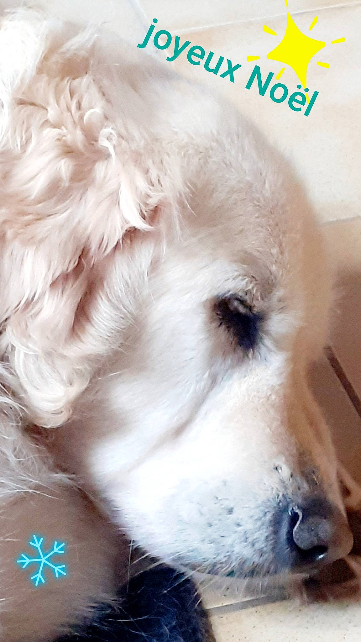 Eole participe au concours pour gagner de l'argent avec cette photo : canidae, carnivore, close_up, companion_dog, dog, dog_breed, dog_supply, font, fur, gun_dog, happy, paw, photo_caption, puppy, puppy_love, retriever, snout, sporting_group, whiskers, working_animal