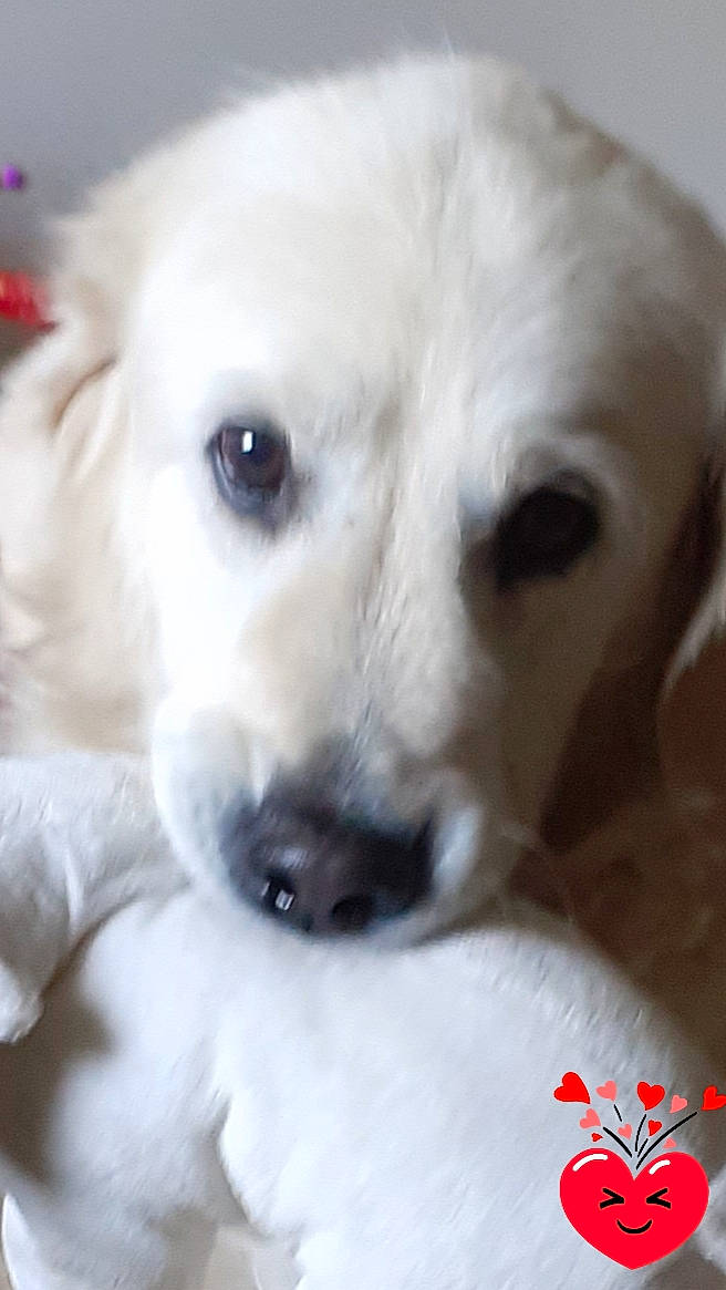 Eole participe au concours pour gagner de l'argent avec cette photo : canidae, carmine, carnivore, close_up, companion_dog, coquelicot, dog, dog_breed, fawn, fur, non_sporting_group, nose, pet_supply, photography, snout, sporting_group, whiskers, white