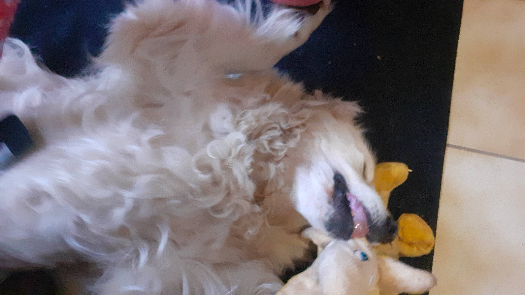 Eole participe au concours pour gagner de l'argent avec cette photo : canidae, carnivore, companion_dog, dog, dog_breed, dog_supply, fang, fawn, fur, non_sporting_group, paw, snout, sporting_group, sunglasses, tail, toy, toy_dog, working_animal