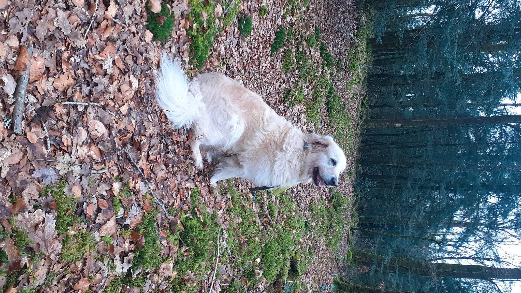 Eole a rejoint le concours — aidez-le/la à gagner de superbes lots ! carnivore, cockatoo, companion_dog, dog, dog_breed, fur, grass, livestock_guardian_dog, plant, polish_tatra_sheepdog, retriever, sporting_group, tail, terrestrial_animal, tree, trunk, water, winter, wood, working_animal