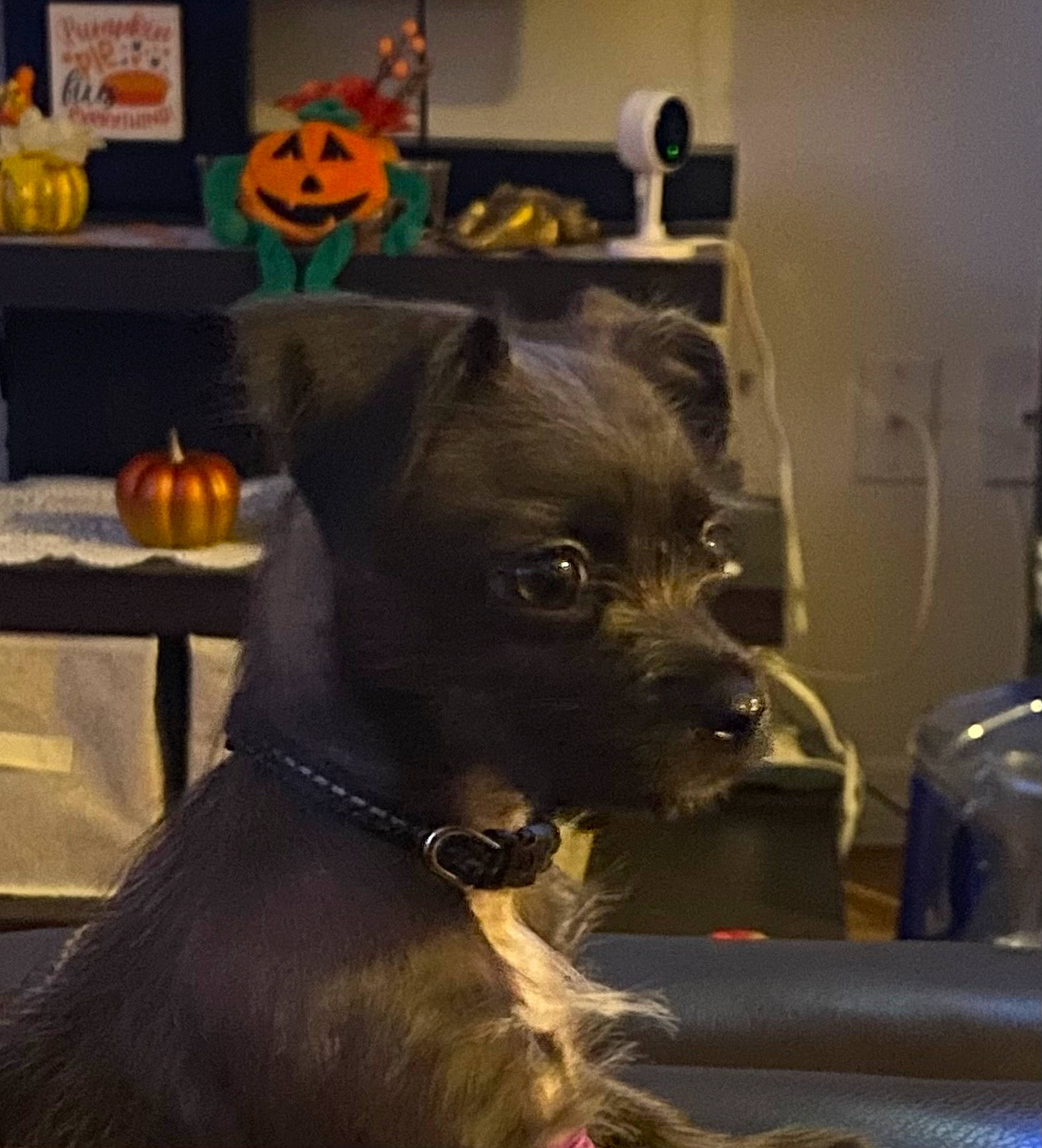 Sassy is registered to the contest to win money with this photo: calabaza, canidae, carnivore, collar, companion_dog, dog, dog_breed, dog_collar, ear, fawn, fur, guard_dog, liver, pumpkin, snout, sporting_group, toy_dog, whiskers, working_animal, working_dog