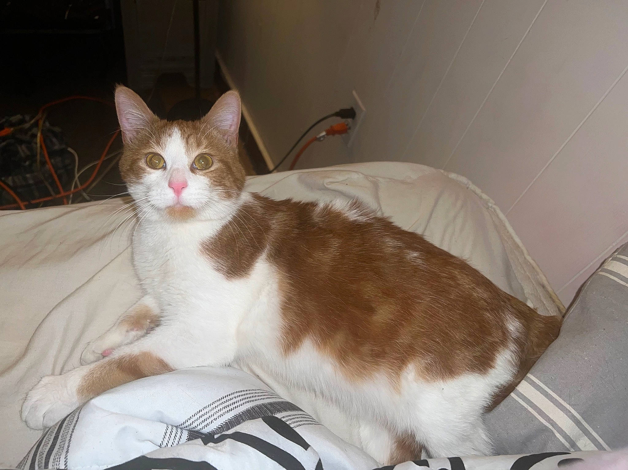 Nemo joined the competition — help win amazing prizes! bed, carnivore, cat, comfort, domestic_short_haired_cat, eye, fawn, felidae, fur, paw, sitting, small_to_medium_sized_cats, snout, tail, whiskers