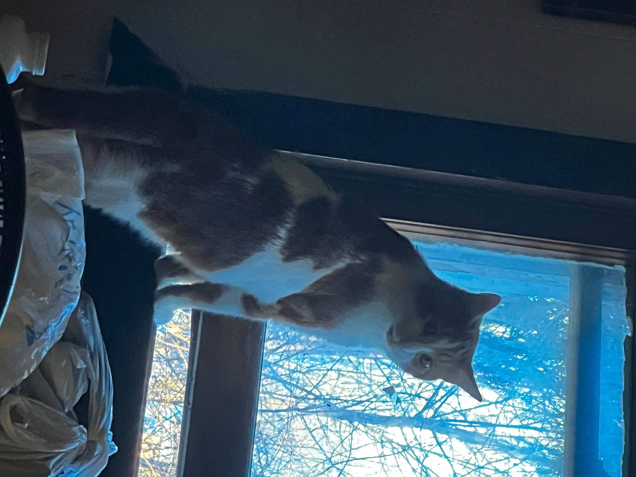 Nemo is registered to the contest to win money with this photo: carnivore, cat, domestic_short_haired_cat, electric_blue, felidae, fur, glass, sash_window, sky, small_to_medium_sized_cats, snout, tail, tints_and_shades, tree, twig, water, whiskers, window, winter, wood