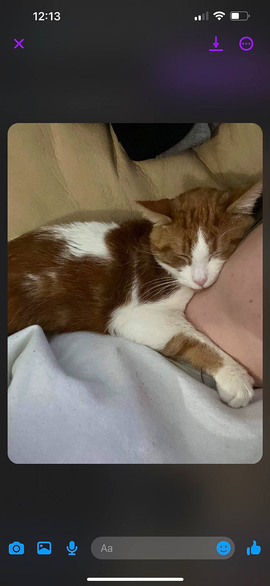 Nemo is registered to the contest to win money with this photo: carnivore, cat, comfort, domestic_short_haired_cat, felidae, fur, paw, photo_caption, rectangle, small_to_medium_sized_cats, square, tail, whiskers