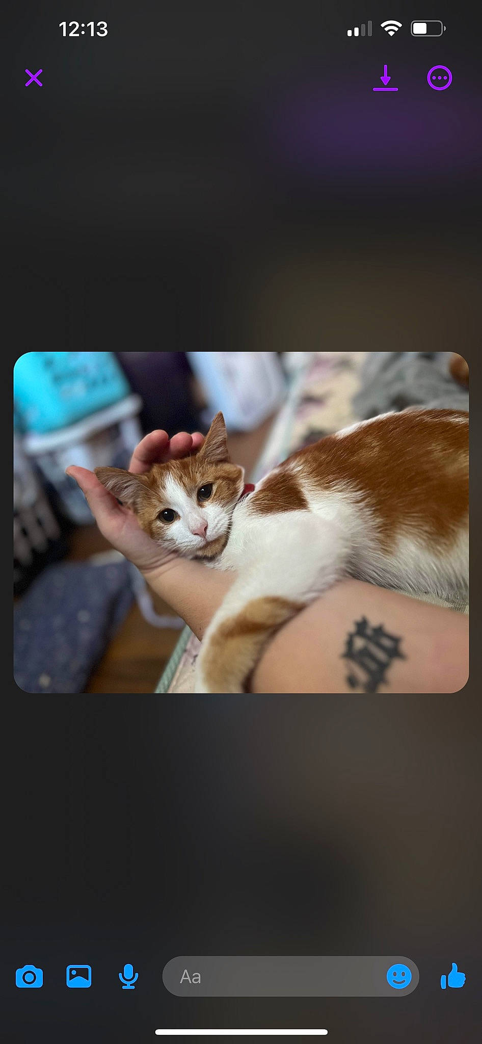 Nemo joined the competition — help win amazing prizes! carnivore, cat, comfort, domestic_short_haired_cat, fawn, felidae, fur, gesture, human_leg, paw, photo_caption, sitting, small_to_medium_sized_cats, tail, vertebrate, whiskers, wildlife, window, wood