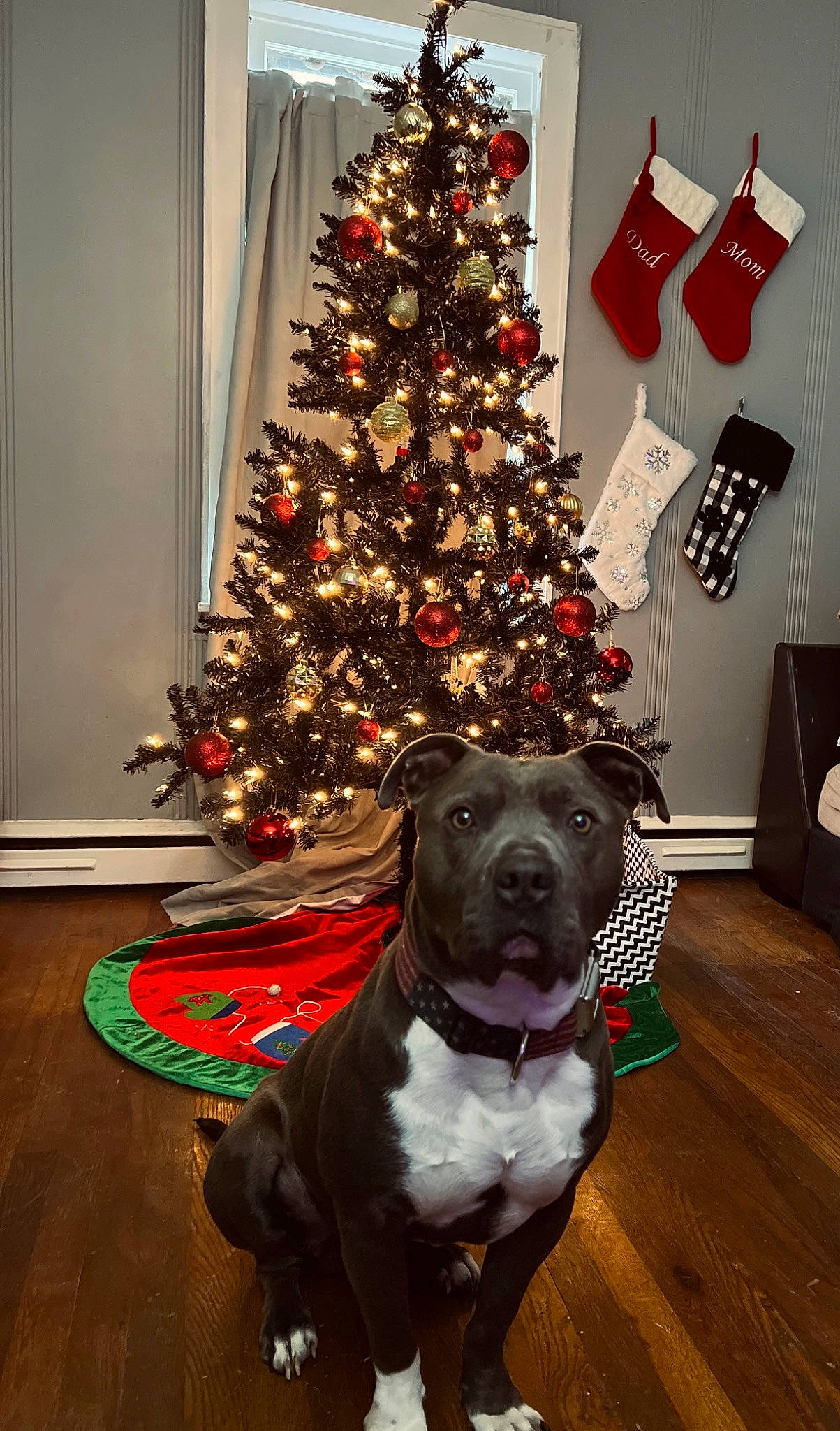Diablo joined the competition — help win amazing prizes! carnivore, christmas, christmas_decoration, christmas_ornament, christmas_tree, collar, companion_dog, couch, dog, dog_breed, event, evergreen, fawn, holiday, holiday_ornament, living_room, ornament, tree, window, wood