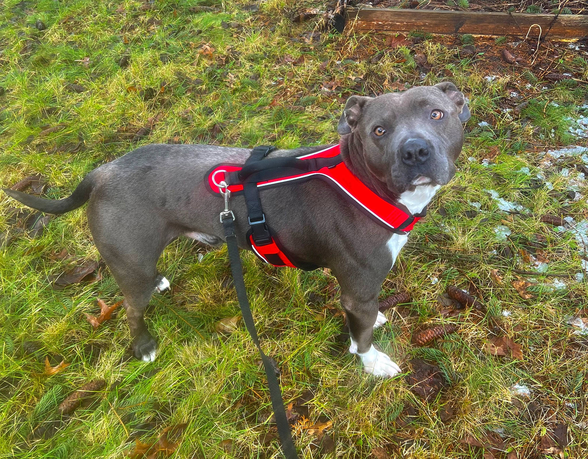 Diablo joined the competition — help win amazing prizes! canidae, carnivore, collar, companion_dog, dog, dog_breed, dog_collar, dog_supply, fashion_accessory, fawn, grass, hunting_dog, leash, non_sporting_group, pet_supply, plant, sporting_group, tail, working_animal, working_dog