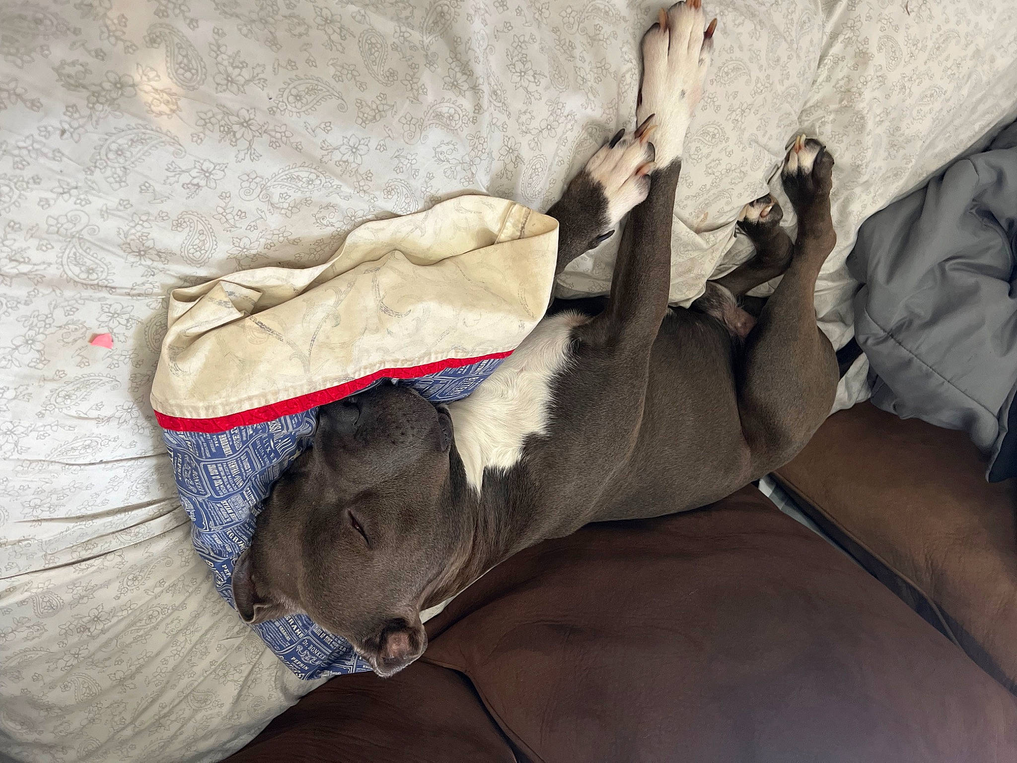 Diablo joined the competition — help win amazing prizes! canidae, carmine, carnivore, collar, comfort, dog, dog_breed, fawn, felidae, fur, grey, human_leg, leash, linens, sporting_group, tail, wood, working_animal, wrinkle, wrist