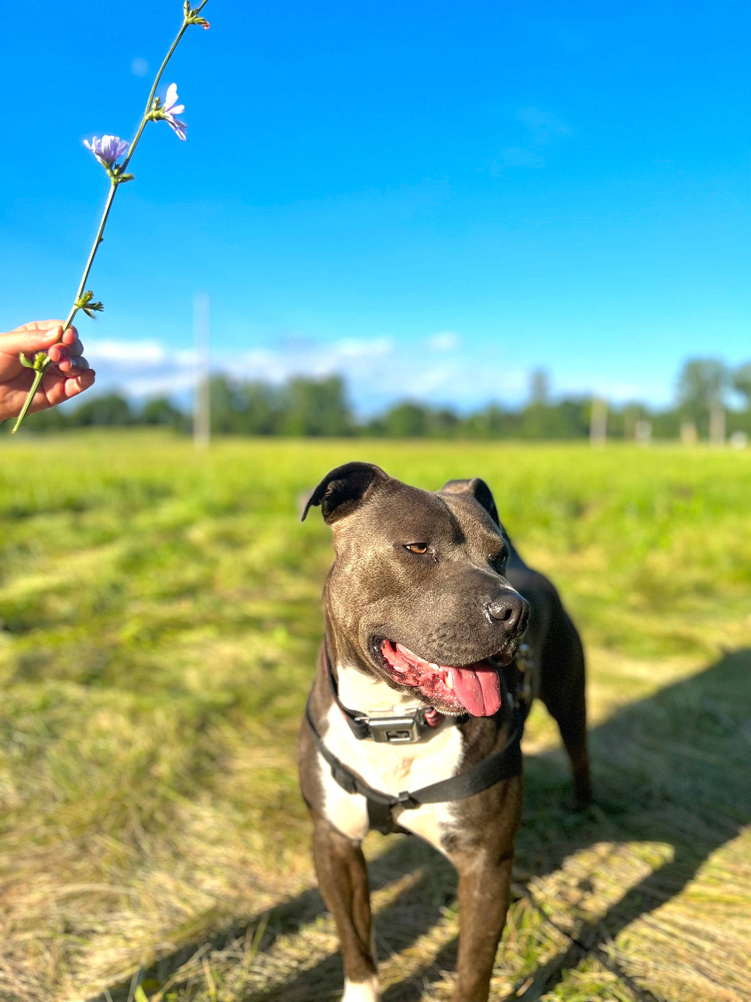 Diablo is registered to the contest to win money with this photo: carnivore, cloud, collar, companion_dog, dog, dog_breed, dog_collar, dog_supply, fawn, grass, grassland, leash, pet_supply, plant, rampur_greyhound, recreation, sky, snout, tree, working_animal