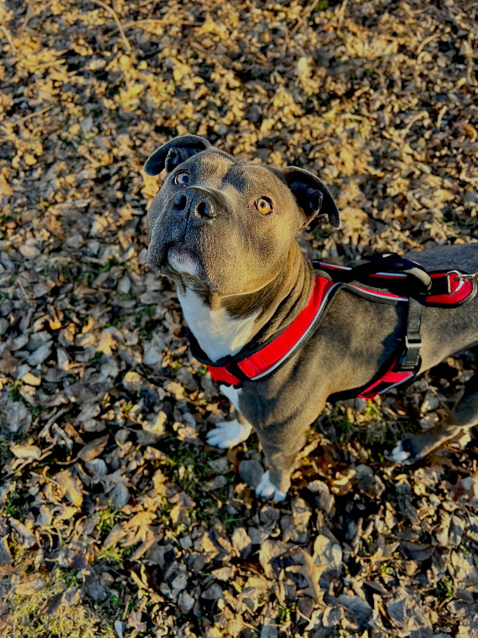 Diablo is registered to the contest to win money with this photo: adventure, canidae, carnivore, collar, companion_dog, dog, dog_breed, dog_collar, fawn, grass, leash, pet_supply, pug, snout, soil, sporting_group, terrestrial_animal, whiskers, working_animal, wrinkle