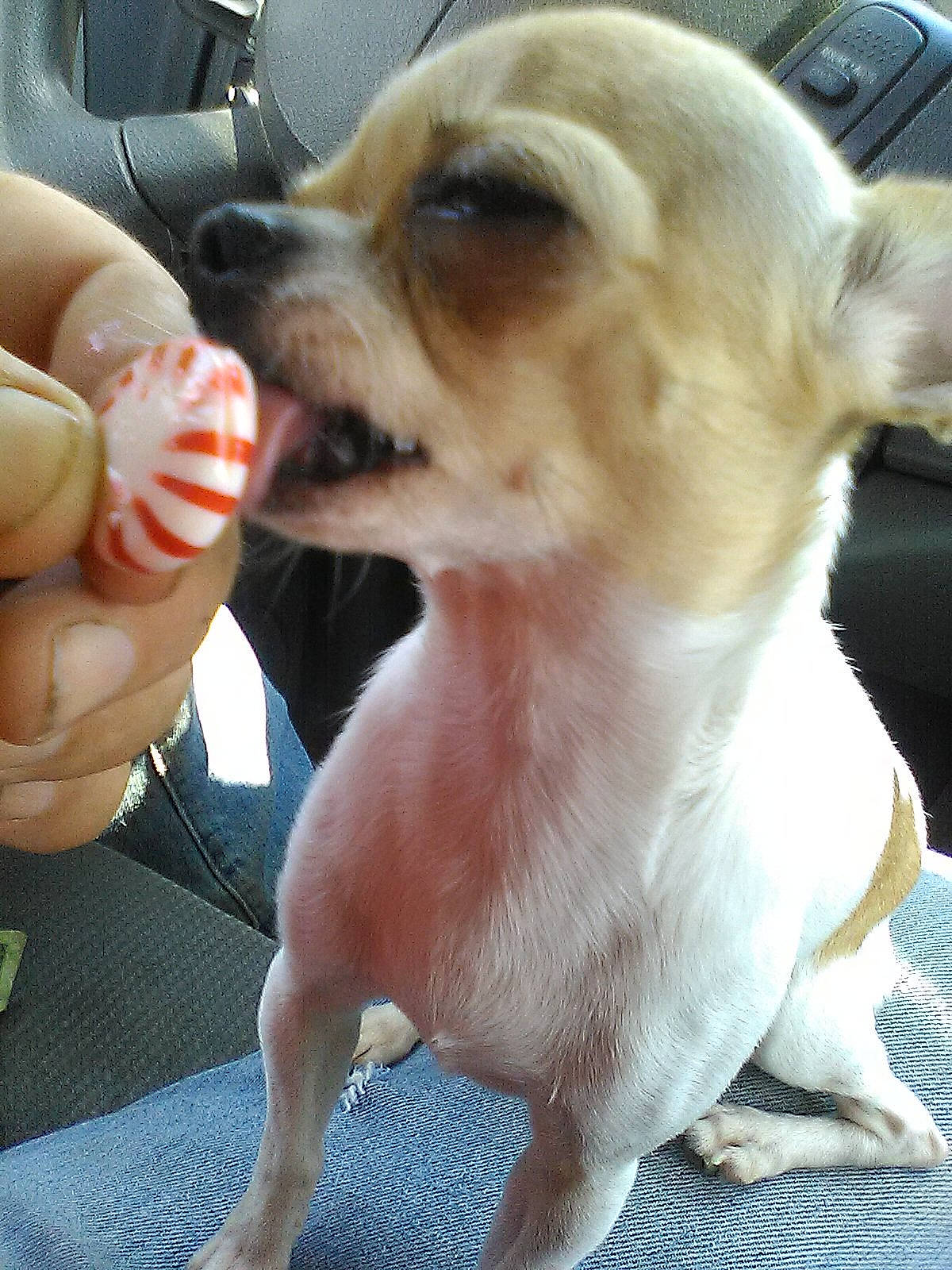 Sadie Mae is registered to the contest to win money with this photo: canidae, carnivore, chihuahua, companion_dog, dog, dog_breed, dog_supply, ear, eyewear, fawn, fur, gesture, nail, paw, snout, sporting_group, thumb, toy_dog, whiskers, working_animal