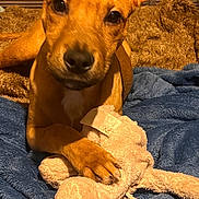 Tyson a rejoint le concours — aidez-le/la à gagner de superbes lots ! dog, puppy, stuffed_toy, blanket, cozy, indoor, pet, paw, brown_fur, closeup, cute, relaxed, bedroom, soft_toy, comfort, animal, resting, furry, snuggle, home