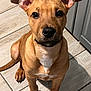 puppy, dog, brown, ears, floor, tile, pet, animal, cute, indoor, sitting, looking, attention, young, fur, canine, adorable, companion, portrait, friendly