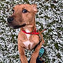 dog, brown_dog, red_collar, outdoor, grass, snow, pet, playful, curious, paws, standing, leash, boots, person, winter, nature, animal, canine, close_up, daylight
