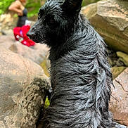 Sasha joined the competition — help win amazing prizes! dog, wet_fur, black_dog, outdoor, rocks, nature, water, animal, pet, portrait, canine, blurred_background, greenery, person, summer, forest, wildlife, closeup, fur, looking_back