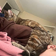 Maple joined the competition — help win amazing prizes! animal, blanket, brown_clothing, cat, close_up, comfort, cozy, ear, feline, fur, home, indoor, paw, person, pink_blanket, relaxing, resting, sleeping_cat, soft_texture, tabby_cat
