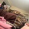 animal, blanket, brown_clothing, cat, close_up, comfort, cozy, ear, feline, fur, home, indoor, paw, person, pink_blanket, relaxing, resting, sleeping_cat, soft_texture, tabby_cat
