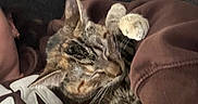 Maple is registered to the contest to win money with this photo: brown_clothing, cat, closeup, comfort, cozy, cute, domestic_animal, fur, gray_couch, hoodie, indoor, nap, paw, person, pet, relaxation, resting, sleeping, snuggling, tabby_cat